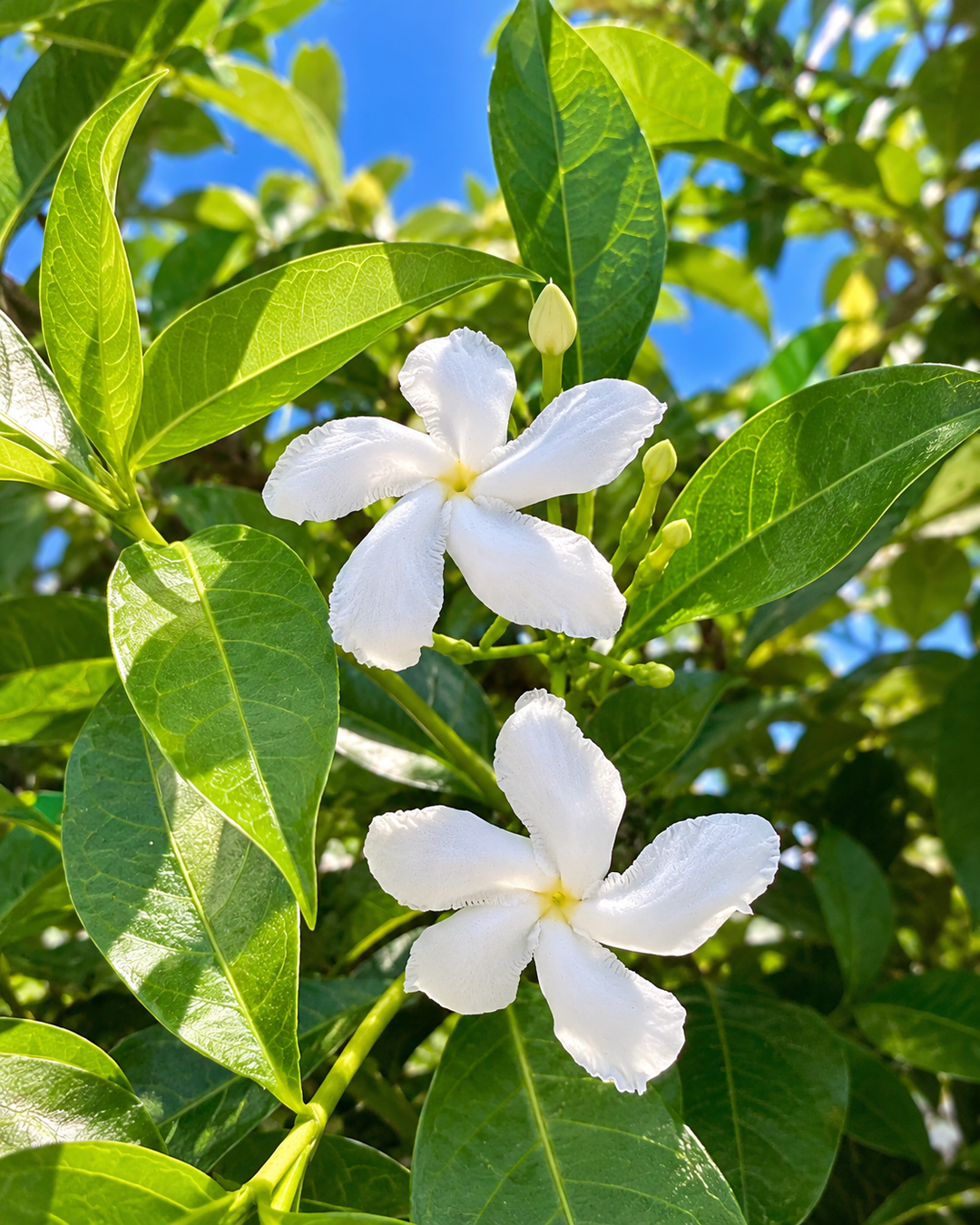 White jasmine flowers among green leaves, the jasmine note in 80° eau de parfum