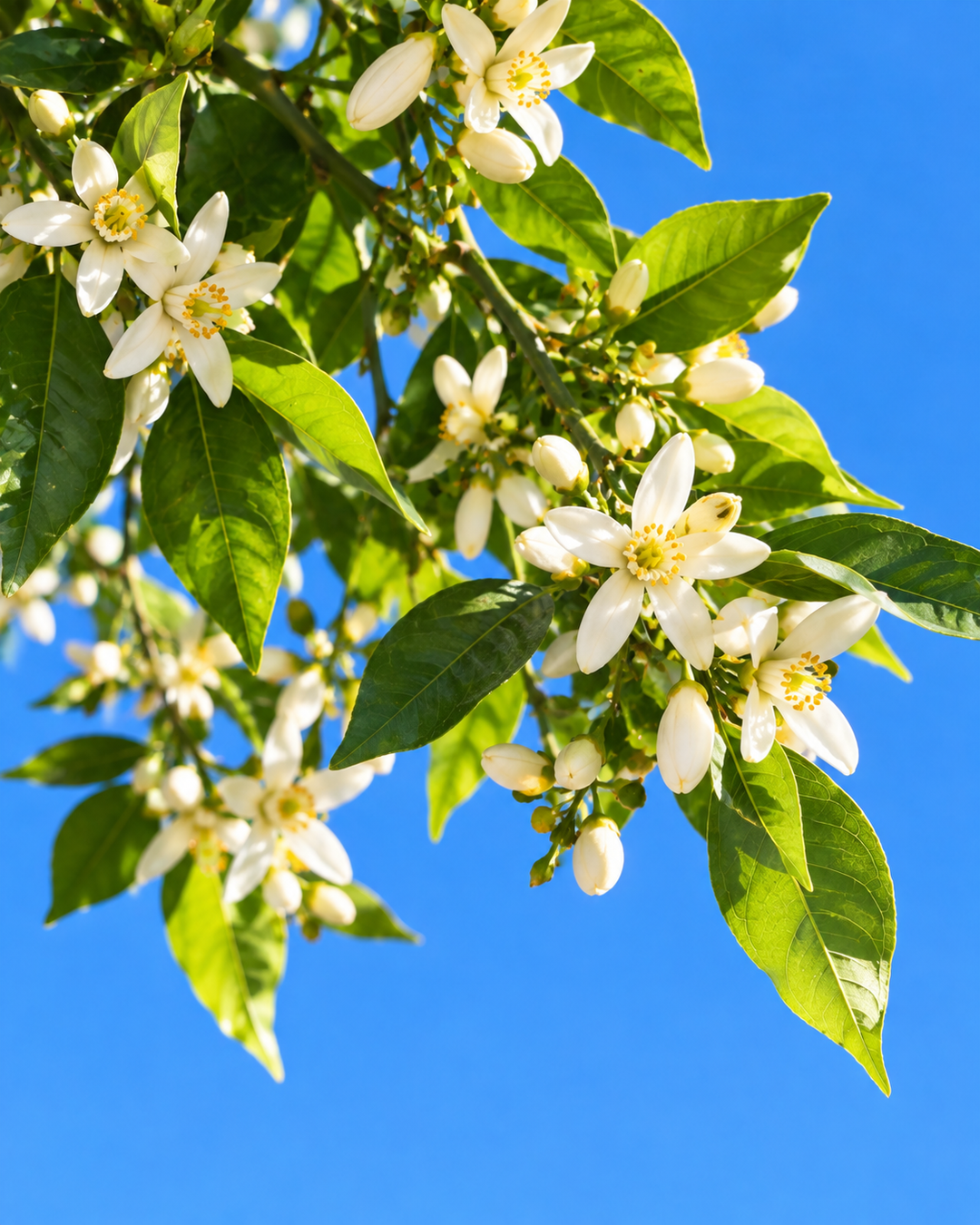 White orange blossoms in bloom on a leafy branch against a blue sky, the neroli note in 80° eau de parfum