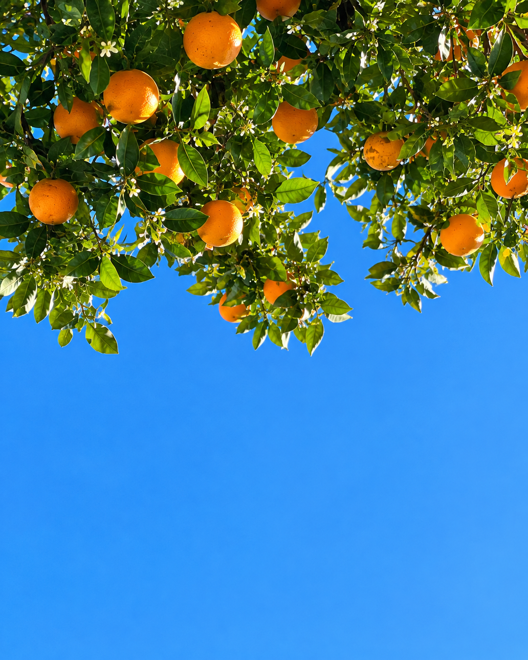 Oranges hanging from a tree against a blue sky, the orange note in 80° eau de parfum