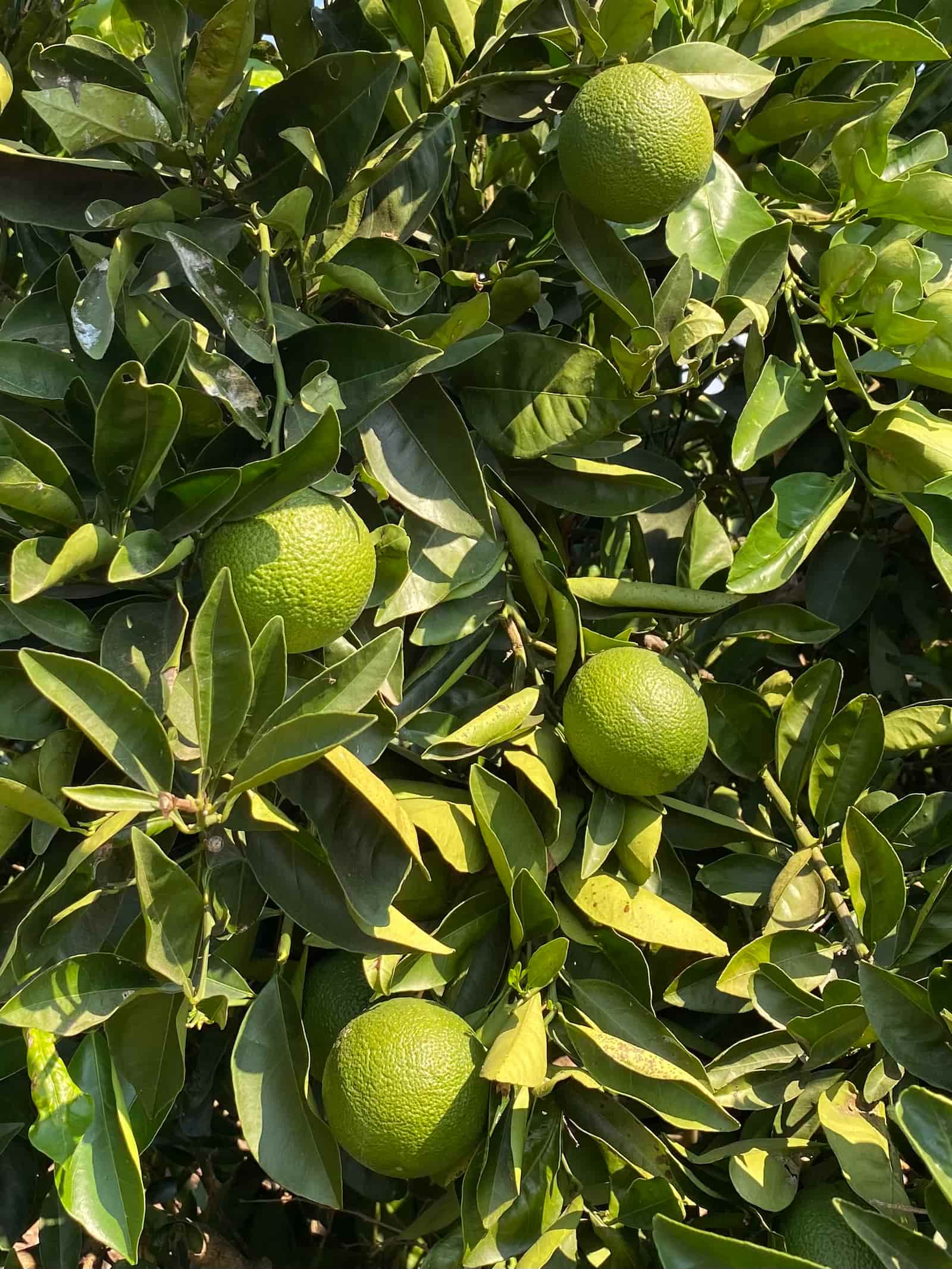Summer Hours bergamot ripening in the sun