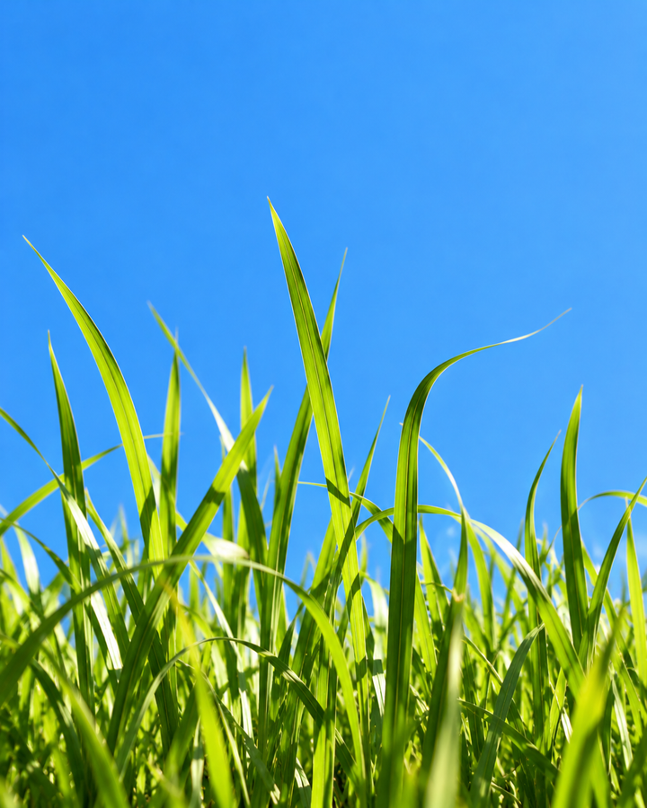 Tall green grass against a blue sky, the cut grass note in Le Week End eau de parfum