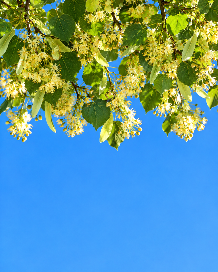 Pale linden blossoms hanging against a blue sky, the linden note in Le Week End eau de parfum