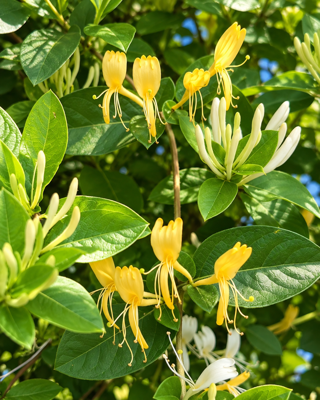 Yellow and white honeysuckle flowers among green leaves, the honeysuckle note in Le Week End eau de parfum