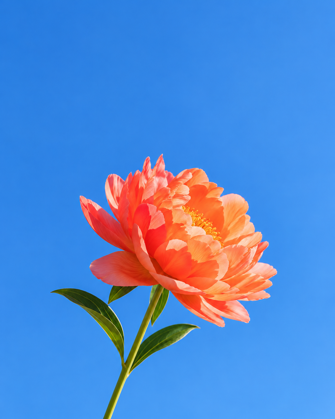 A single coral peony in bloom against a blue sky, the peony note in Le Week End eau de parfum