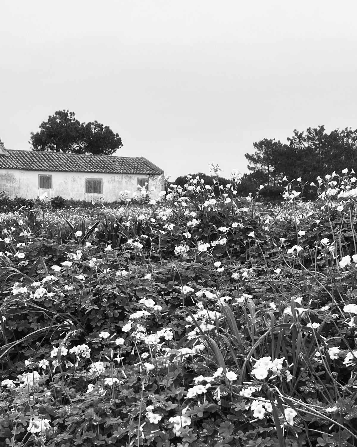 A white farmhouse with a tiled roof behind a field of white flowers under a misty sky, in black and white, evoking Le Week End eau de parfum