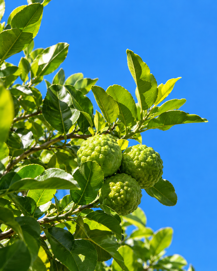 Green bergamot fruit on a leafy branch against a blue sky, part of the green citrus note in Le Week End eau de parfum