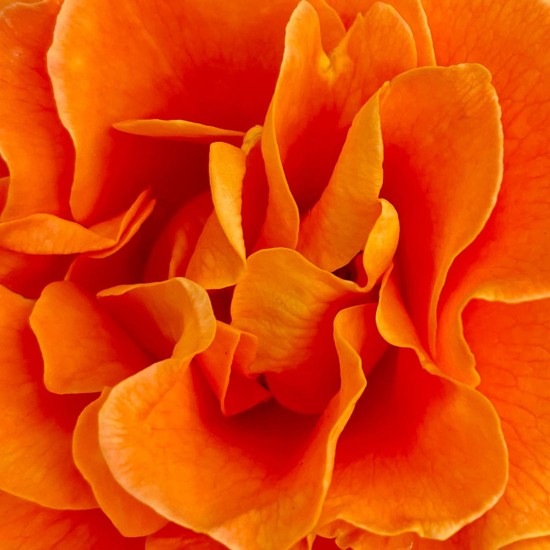 Close up of an orange rose with vibrant petals