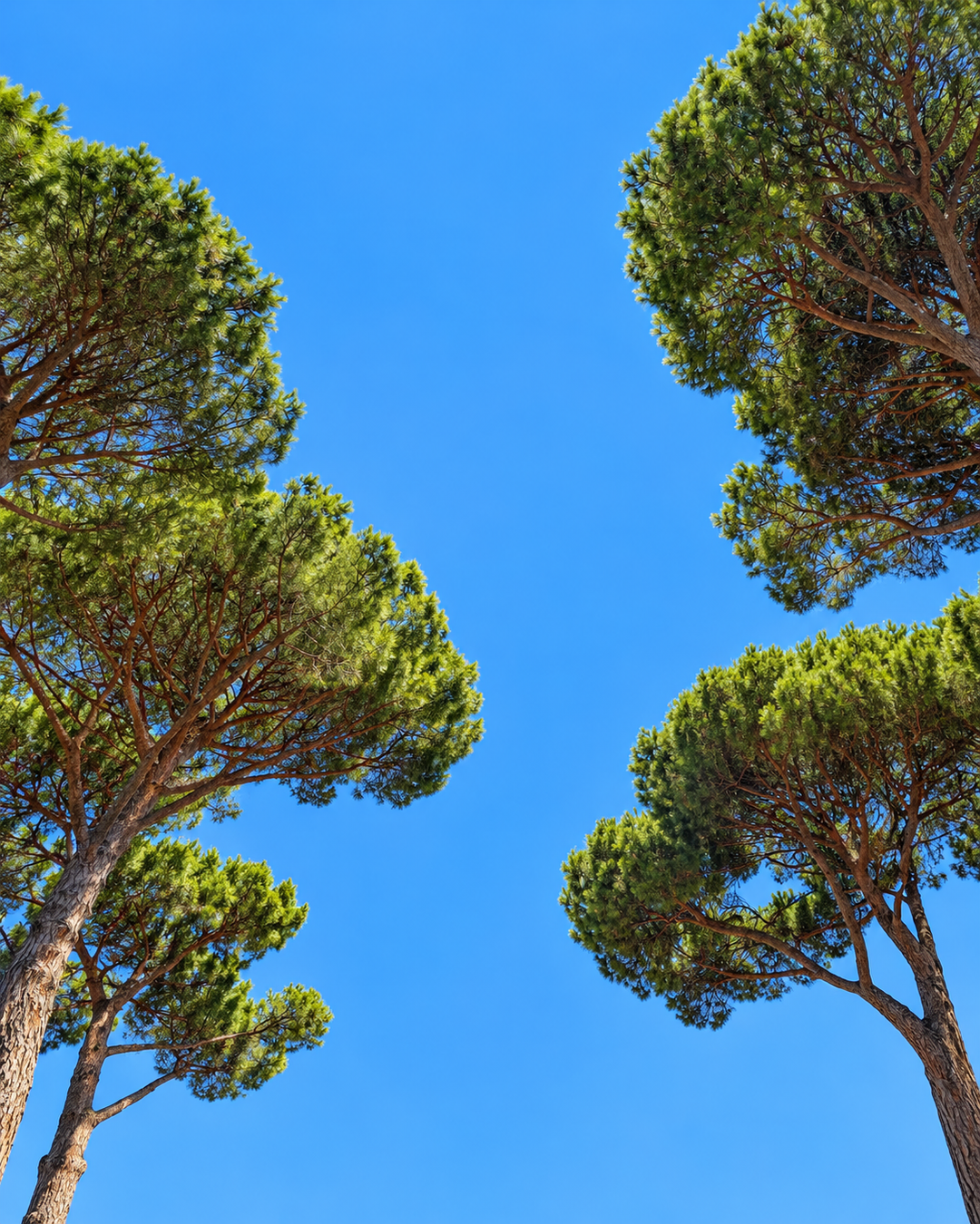 Umbrella-shaped Roman pines against a blue sky, the Roman pine note in Romy eau de parfum