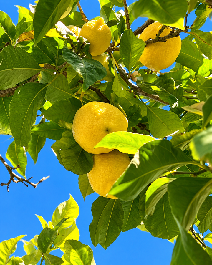 Ripe lemons on a leafy branch against a blue sky, the lemon note in Romy eau de parfum