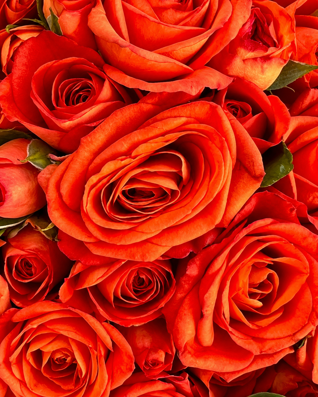 A cluster of red-orange roses, the rose note in Romy eau de parfum