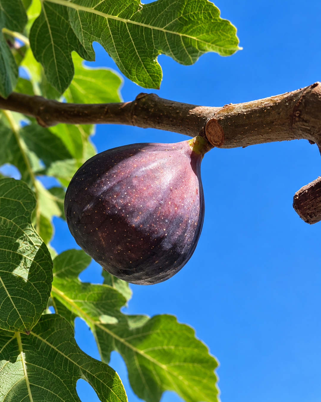 Ripe purple fig on a branch against a blue sky, the fig note in Romy eau de parfum